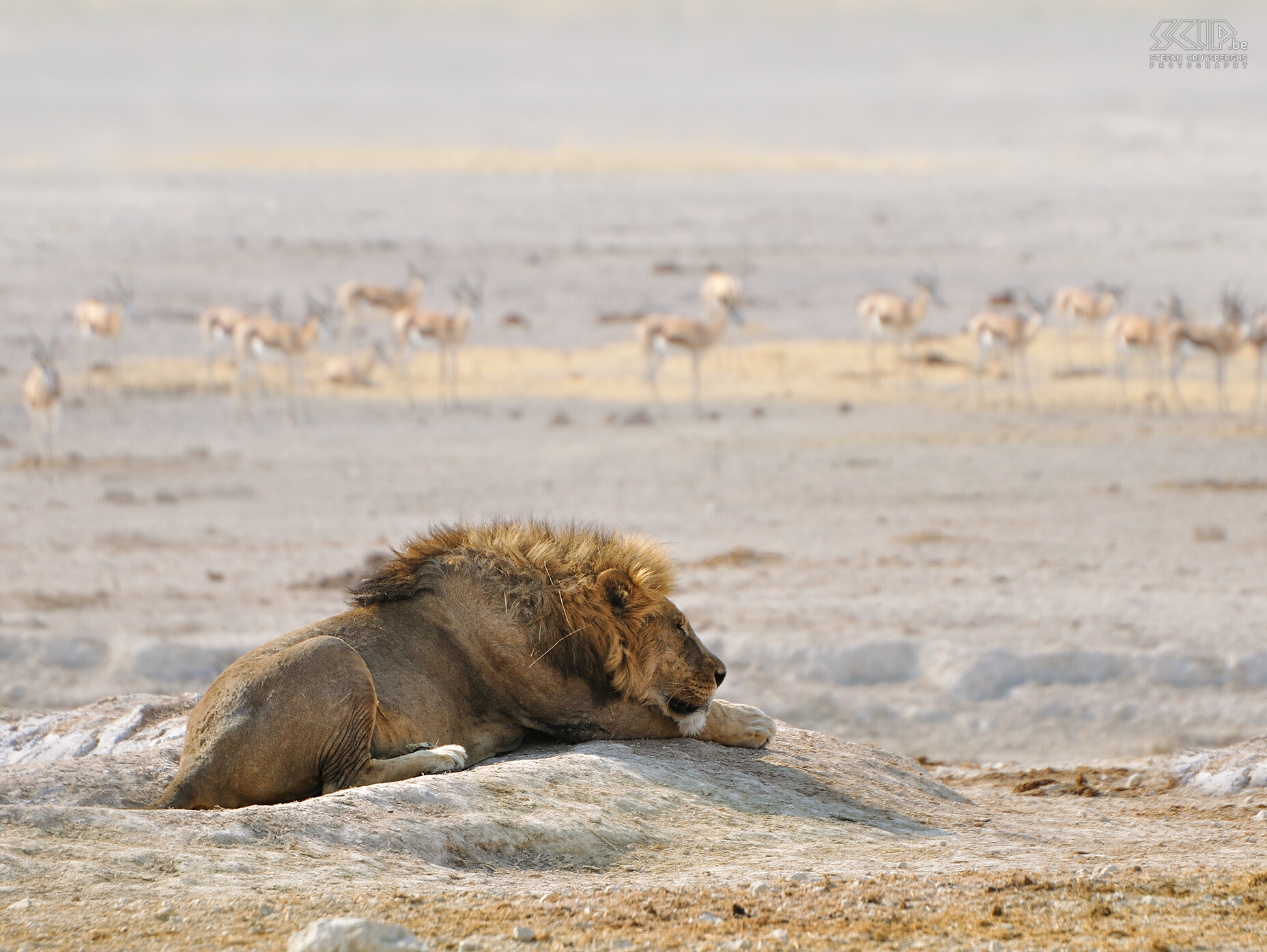 Etosha - Nebrownii - Lion with springboks At the Nebrownii waterhole we found a herd of gemboks (oryx), springboks and a lazy lion watching. Stefan Cruysberghs